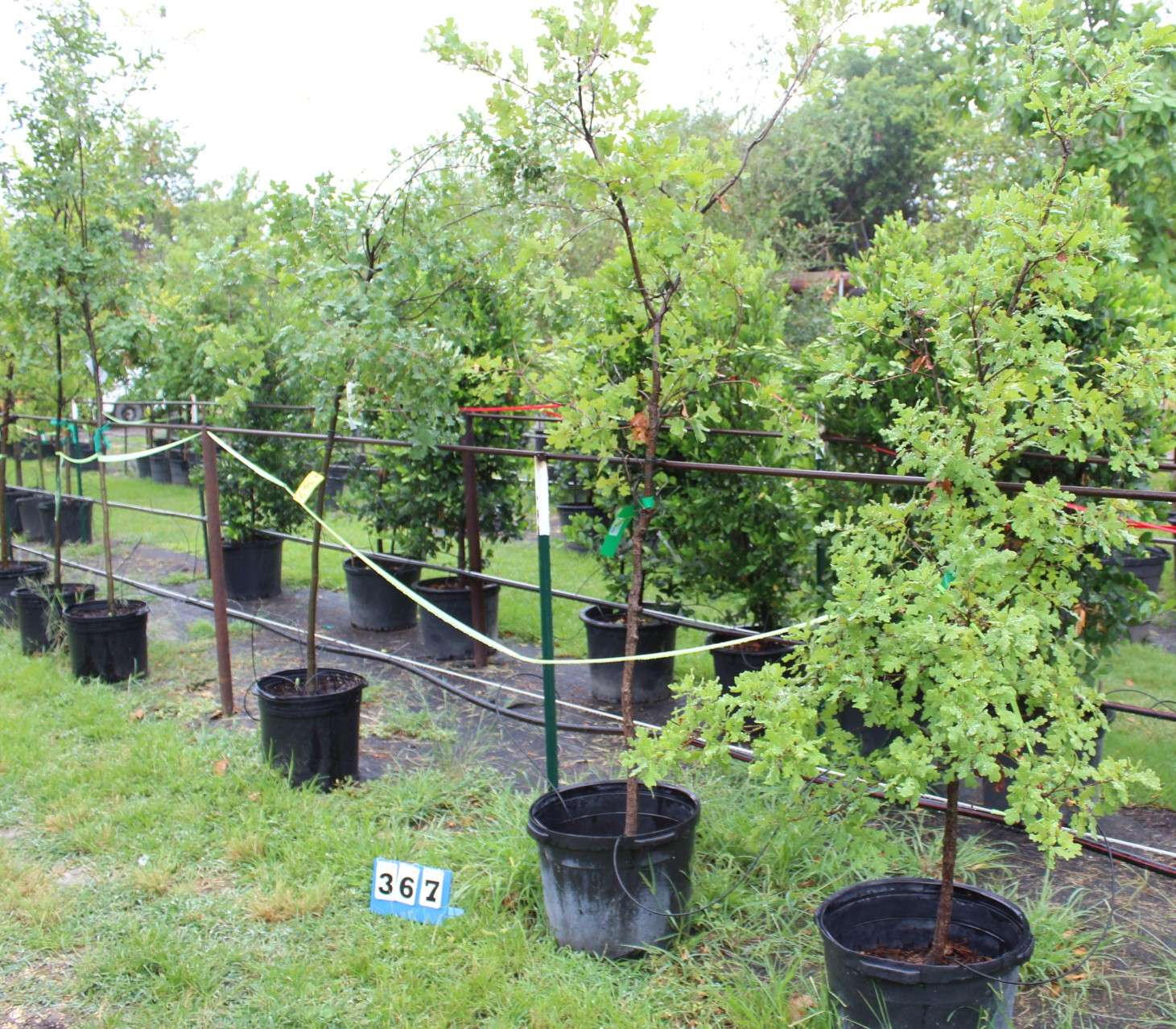 Countryside Landscape Nursery Liquidation Auction Auction