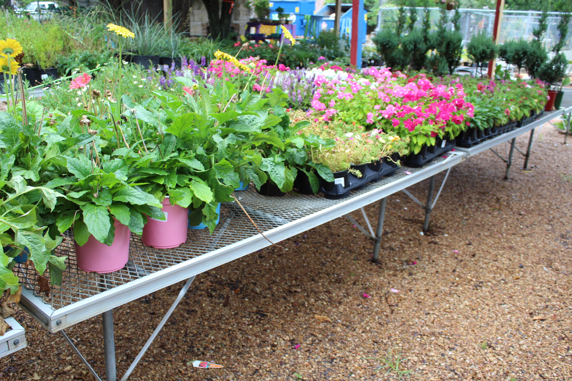 Countryside Landscape Nursery Liquidation Auction Auction